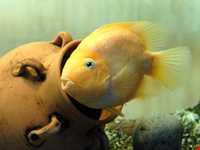 آکواریوم و نمایشگاه خزندگان