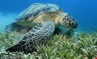 Sea turtles