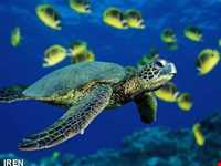 Sea turtles