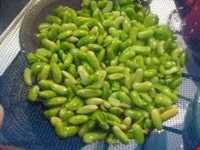 باقالا قاتق ( باقلا قاتق - باقالی قاتق - خورش باقلا )