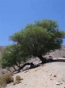 Kamar Sorkh Hunting Prohibited Region