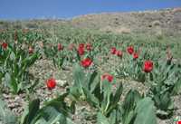 Kamar Sorkh Hunting Prohibited Region