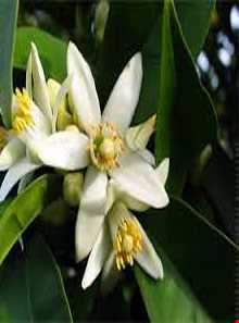 جشنواره بهارنارنج