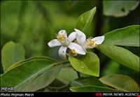 جشنواره بهارنارنج