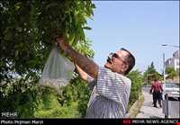 جشنواره بهارنارنج