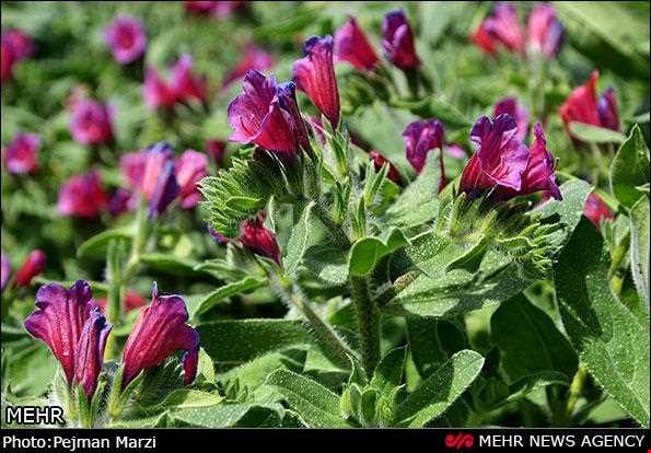 Borago officinalis
