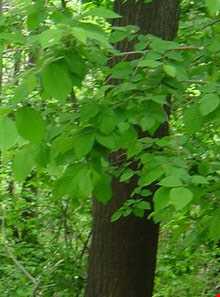 بوستان طالقانی