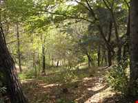 بوستان طالقانی