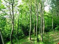 بوستان طالقانی