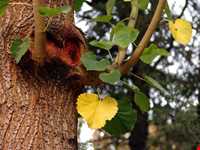 بوستان طالقانی