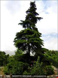 بوستان طالقانی