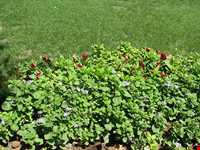 بوستان دانشجو