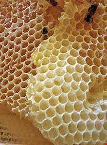 عسل و سرشیر