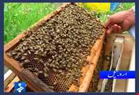 عسل و سرشیر