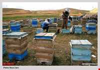 عسل و سرشیر