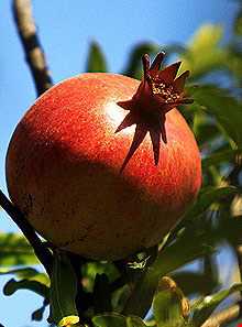 روستای سنگان سفلی