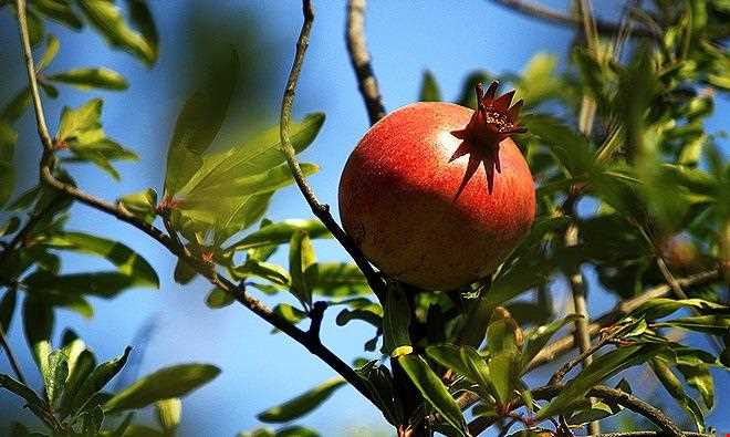 روستای سنگان سفلی