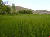 روستای سنگان سفلی