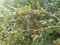 روستای پرشکوه