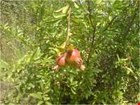 روستای پرشکوه