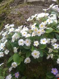 روستای پرشکوه