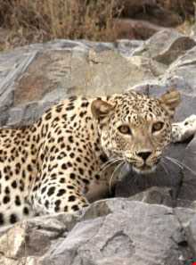 منطقه شکار ممنوع طارم سفلی