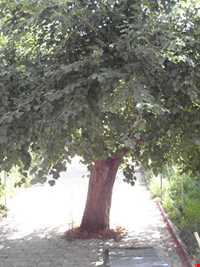 آرامگاه میرزا ابراهیم رضوی