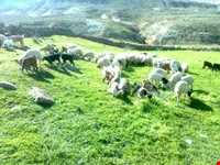 دهستان ویژنان