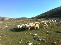 دهستان ویژنان