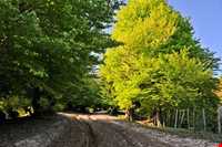 روستای مازیچال