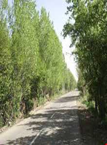 روستای قلعه جوق