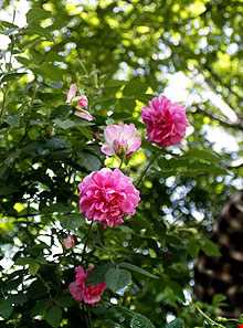 روستای گنبرف