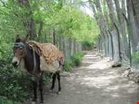 روستای آهار