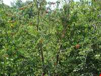 روستای آهار