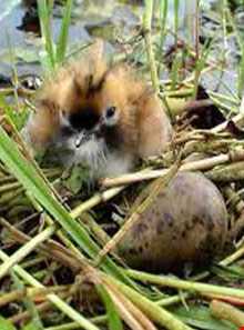 Bride Zvalbyn Blue Lagoon Hashtrud