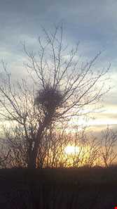 روستای مهنه