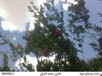 روستای مهنه