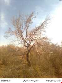 روستای مهنه