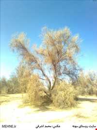 روستای مهنه