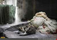 بازار فرش تبریز - مظفریه