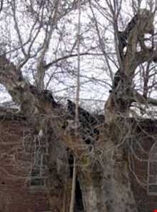 درخت چنار آذرشهر