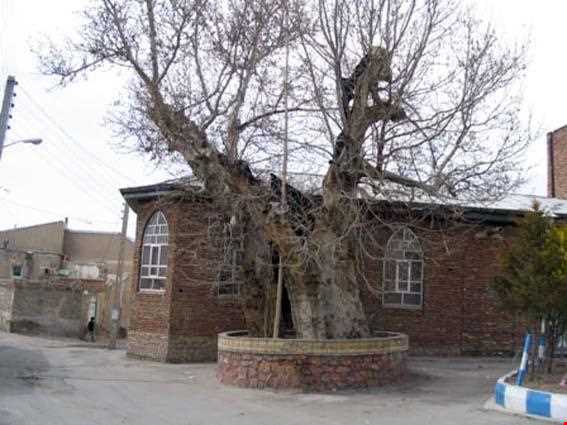 Old sycamore tree Azarshahr
