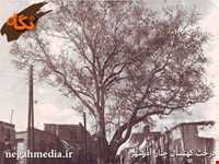 Old sycamore tree Azarshahr