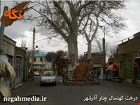 Old sycamore tree Azarshahr