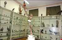 موزه جانورشناسی کرج