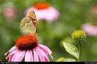 باغ گیاه شناسی مشهد