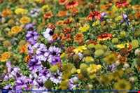 باغ گیاه شناسی مشهد