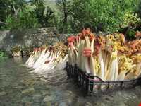 روستای گرینه