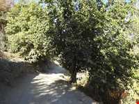 روستای گرینه