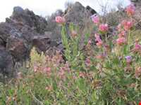 روستای گرینه